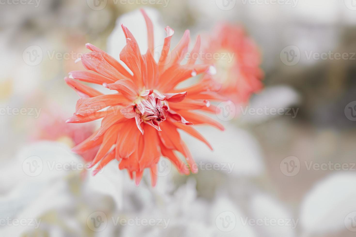 beautiful  dahlia flower in summer garden on green background photo