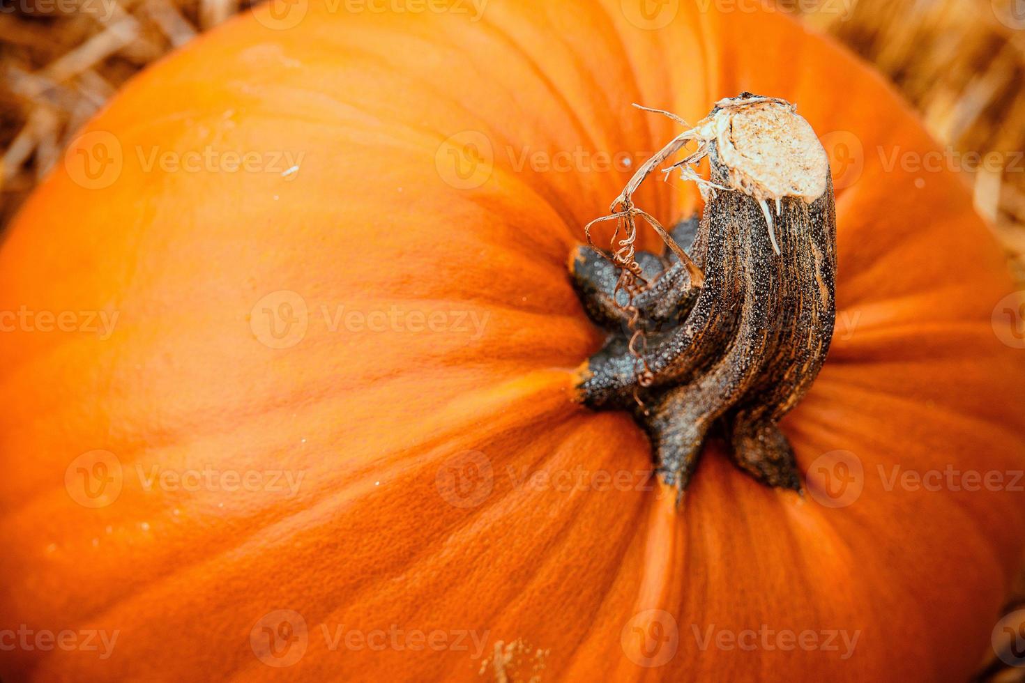 big orange autumn pumpkin in the garden photo