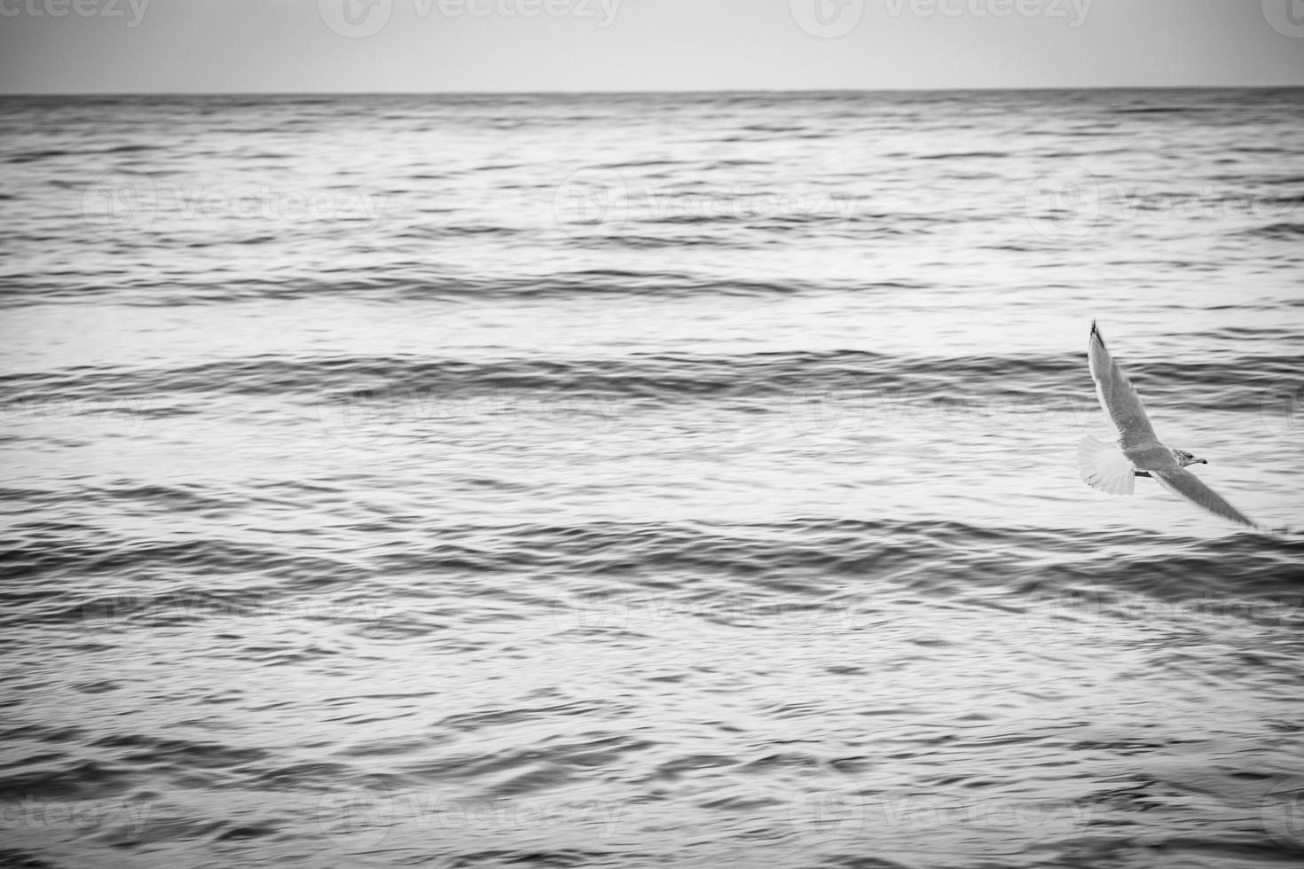 large seagull bird on the shore of the Baltic Sea in Poland photo