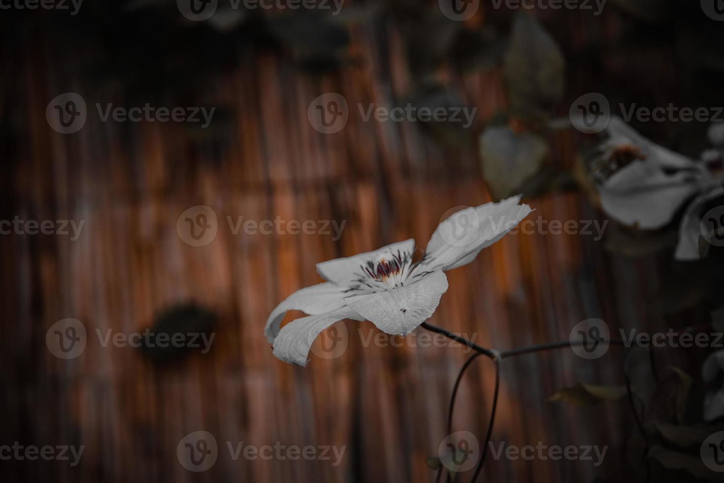 autumn flower on a brown background in the garden photo