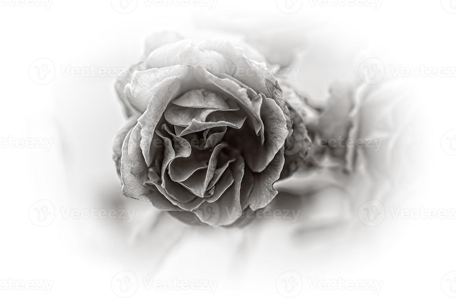 rose on a background of green leaves  on white photo