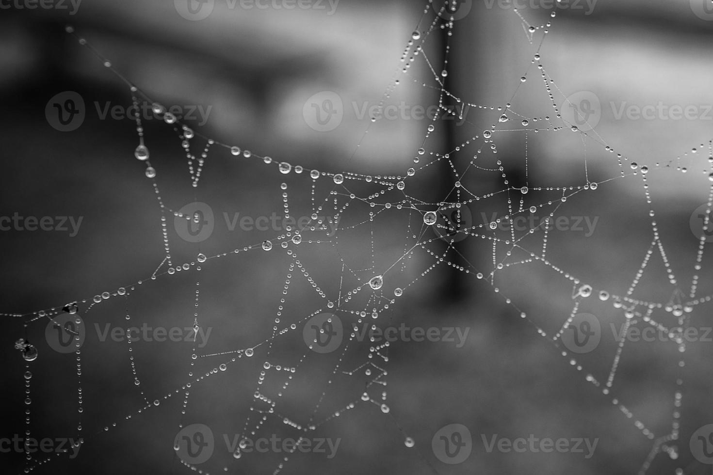little soft water drops on a spider web on an autumn day close-up outdoors photo