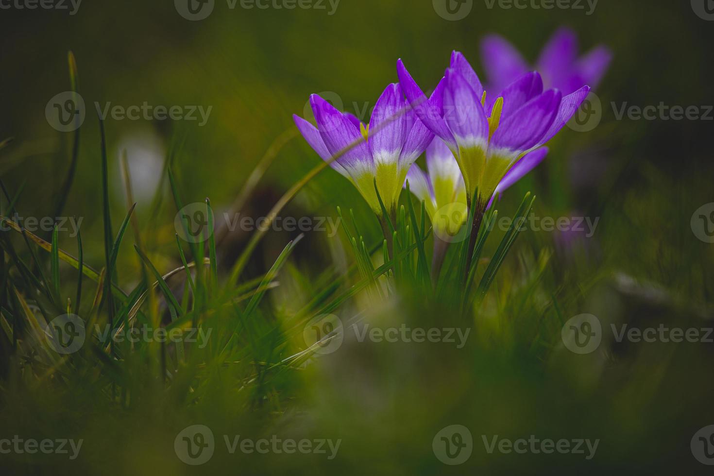 primavera flores azafrán en el jardín en el calentar rayos de el tarde Dom foto