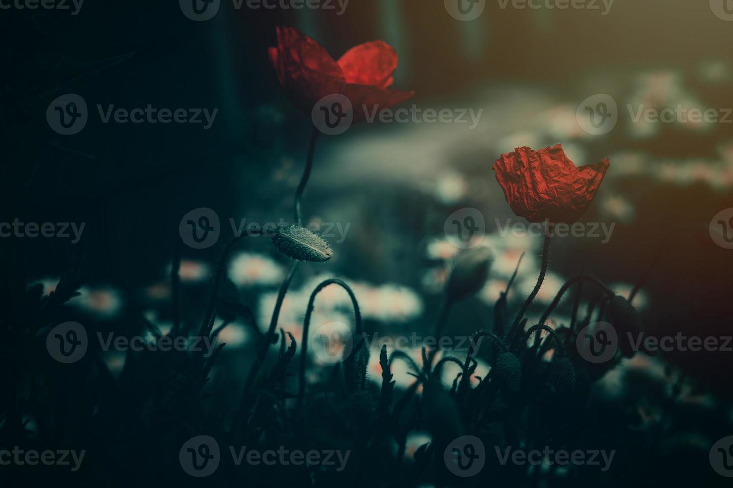 red poppy on a green background in the sunshine photo