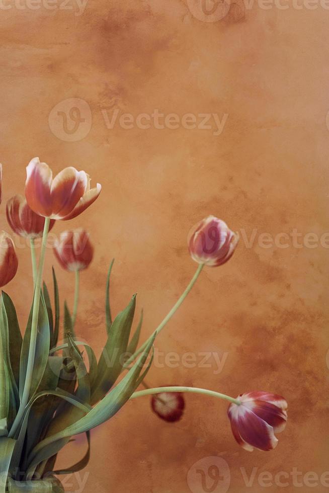 delicate spring yellow-red tulip in close-up on background photo