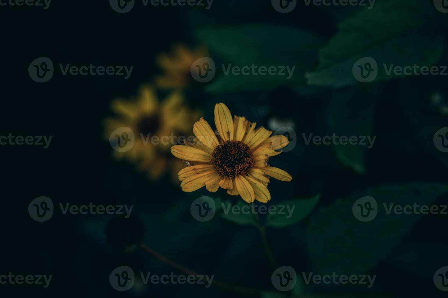 yellow flower on the background of green leaves in the garden photo