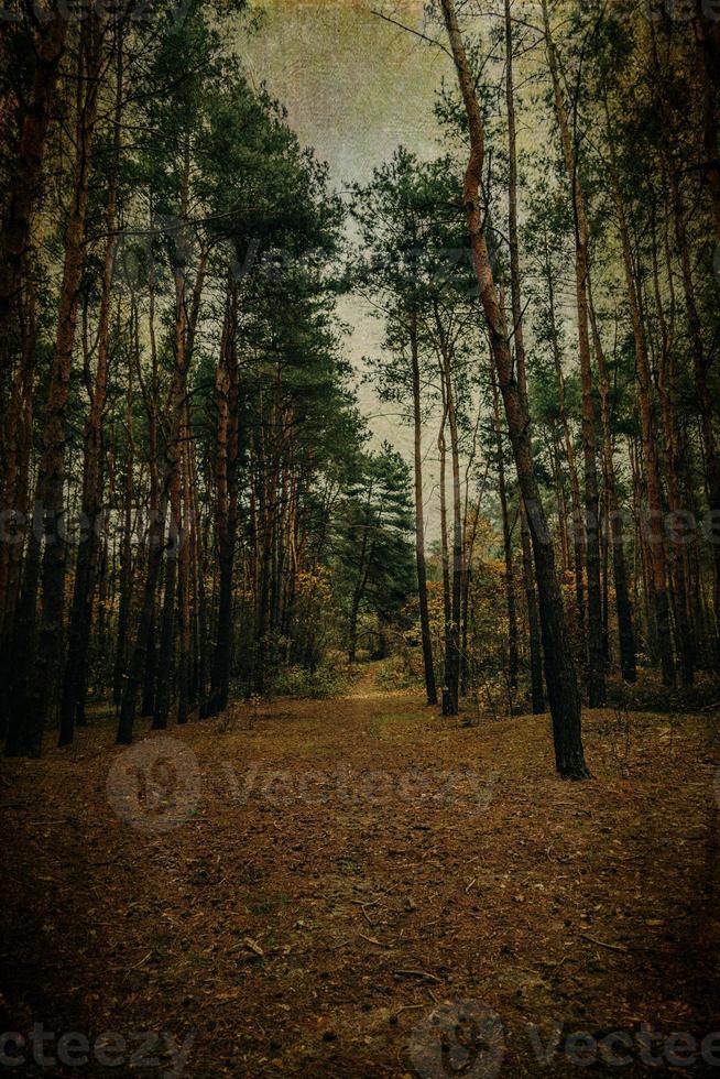 otoño bosque paisaje en gris noviembre día foto