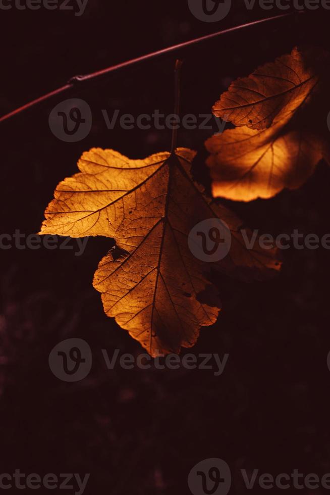 l golden autumn leaves on a tree in a park under warm october sun photo