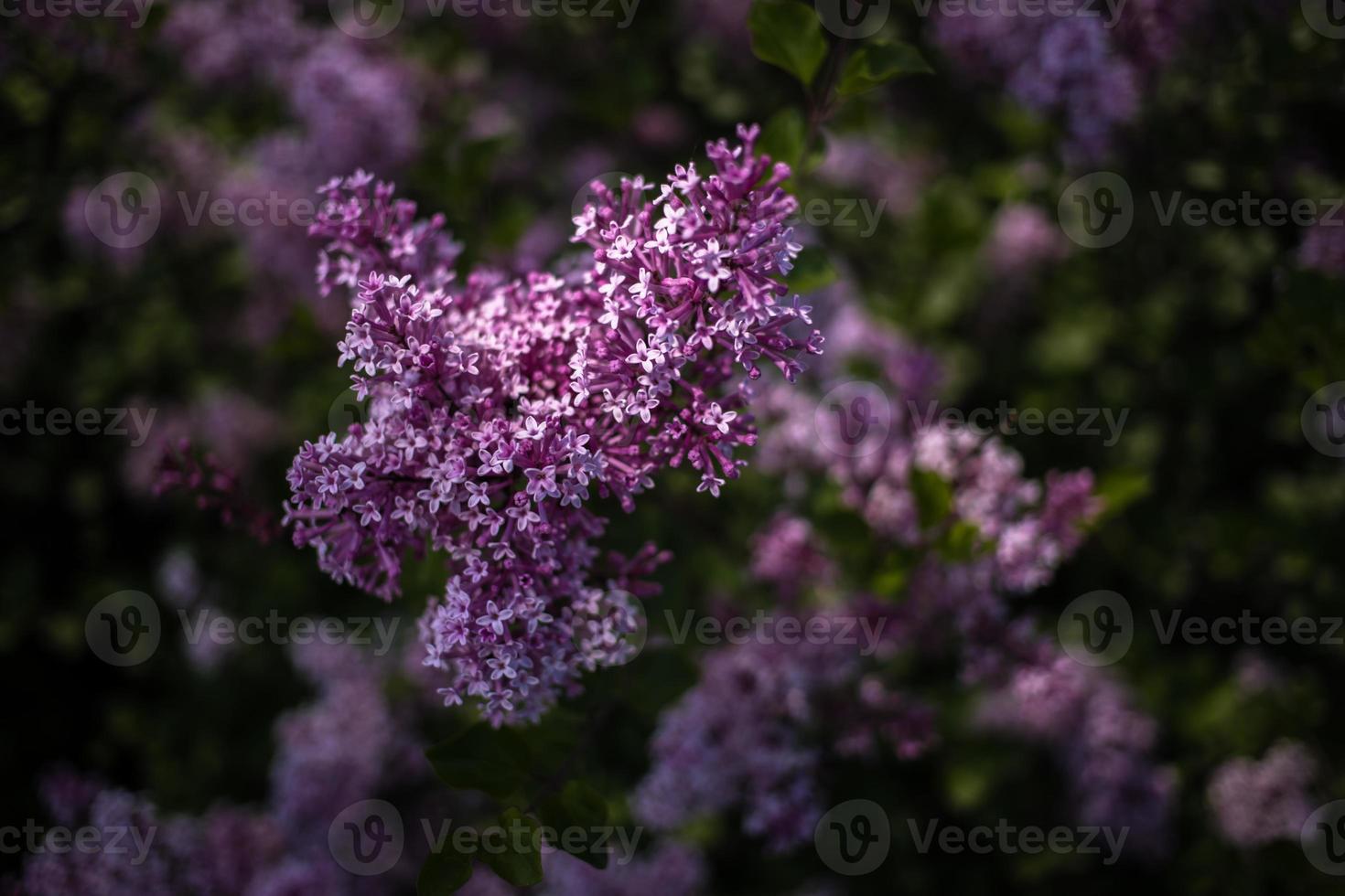 purple lilac among the green leaves on the bush in the spring garden photo