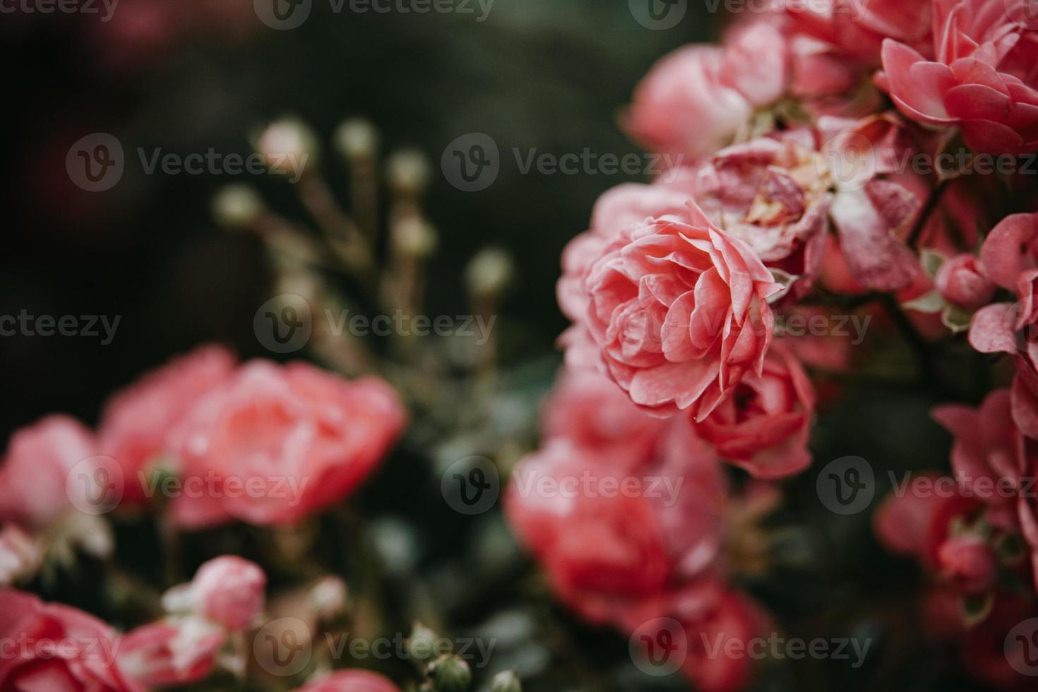 Rosa en el jardín en contra el antecedentes de verde hojas foto