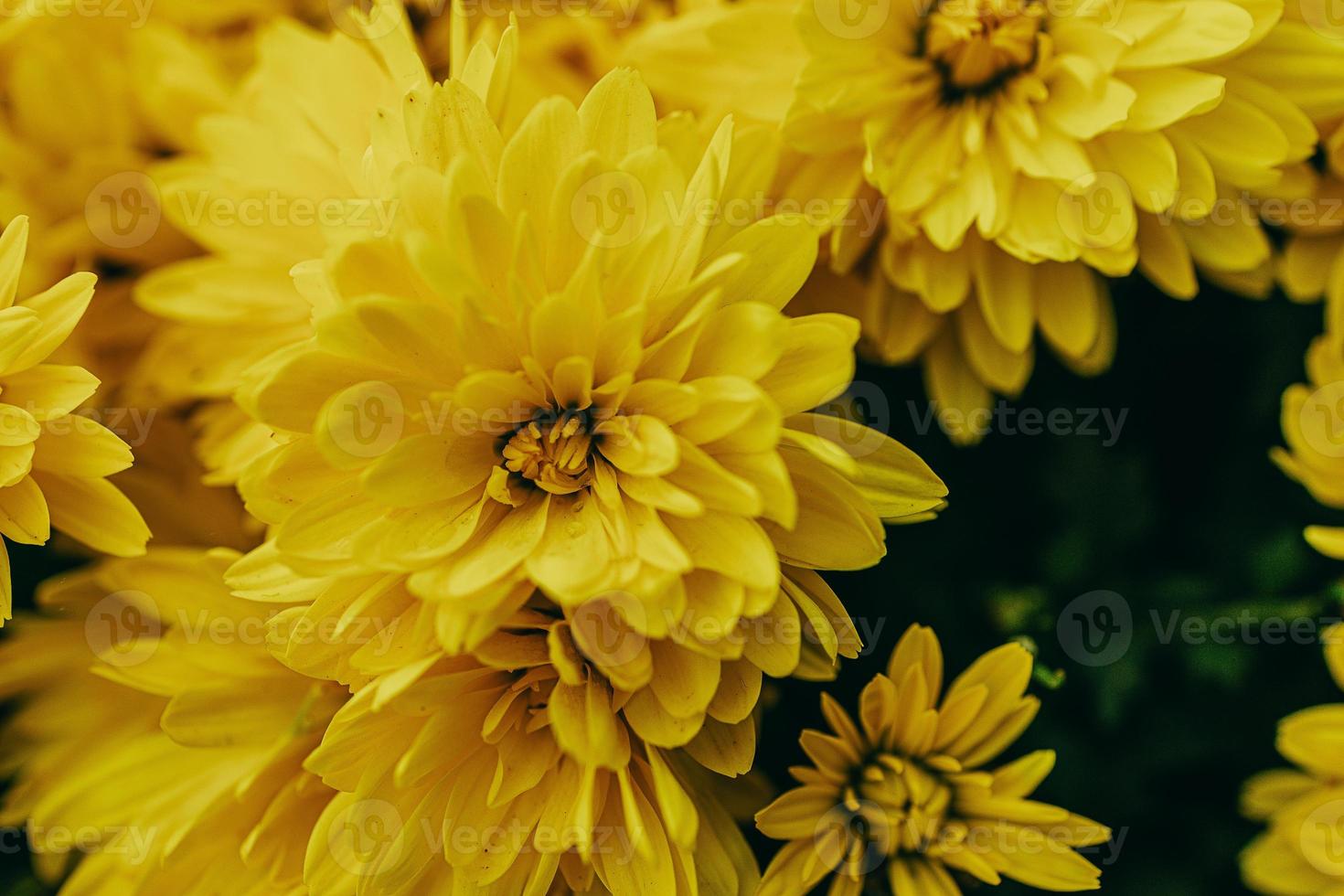 pequeño amarillo otoño crisantemo flores formando un natural antecedentes foto