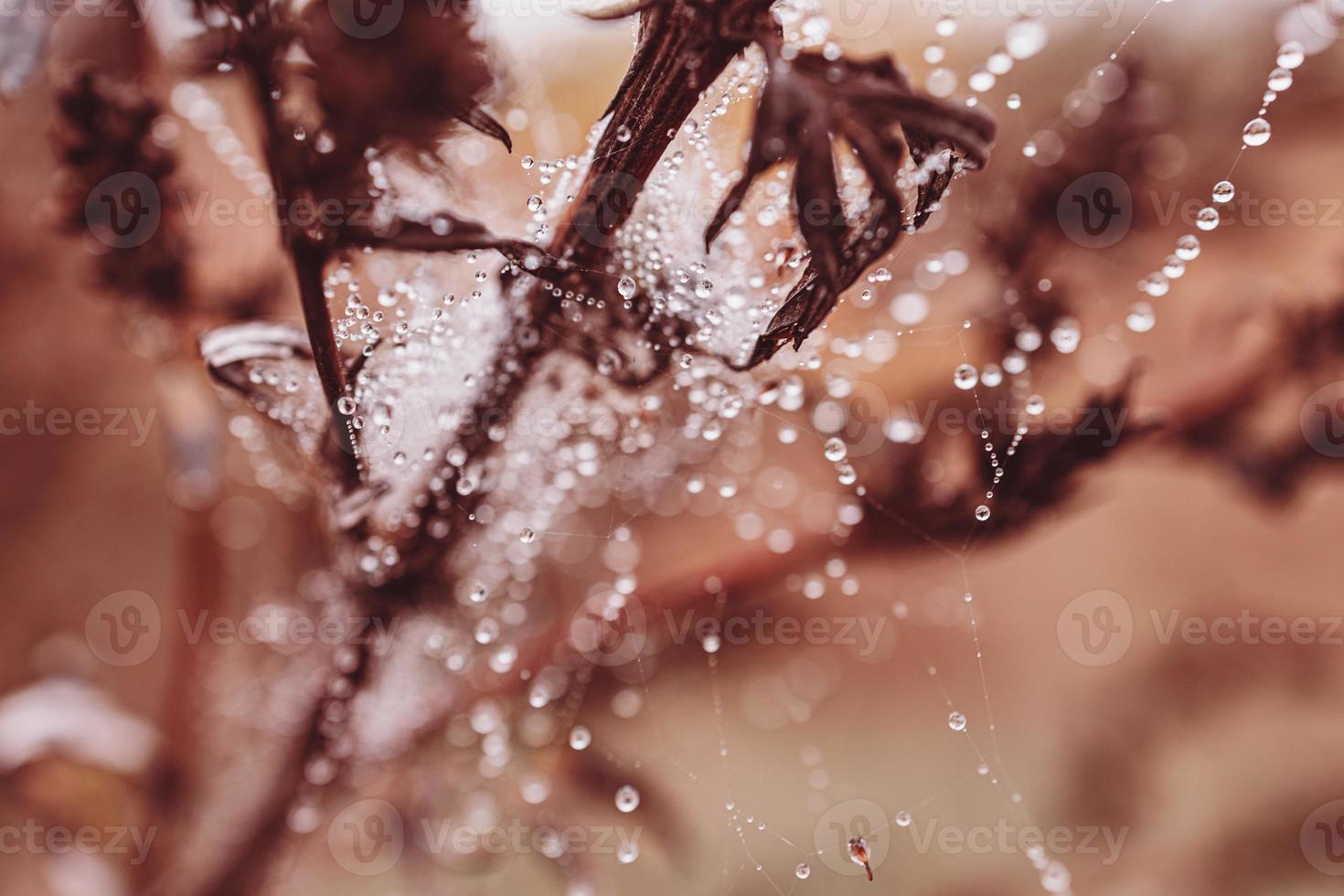 pequeño suave agua gotas en un araña web en un otoño día de cerca al aire libre foto