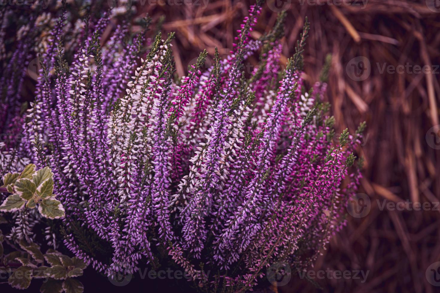 púrpura brezo en el otoño jardín con calentar Brillo Solar foto