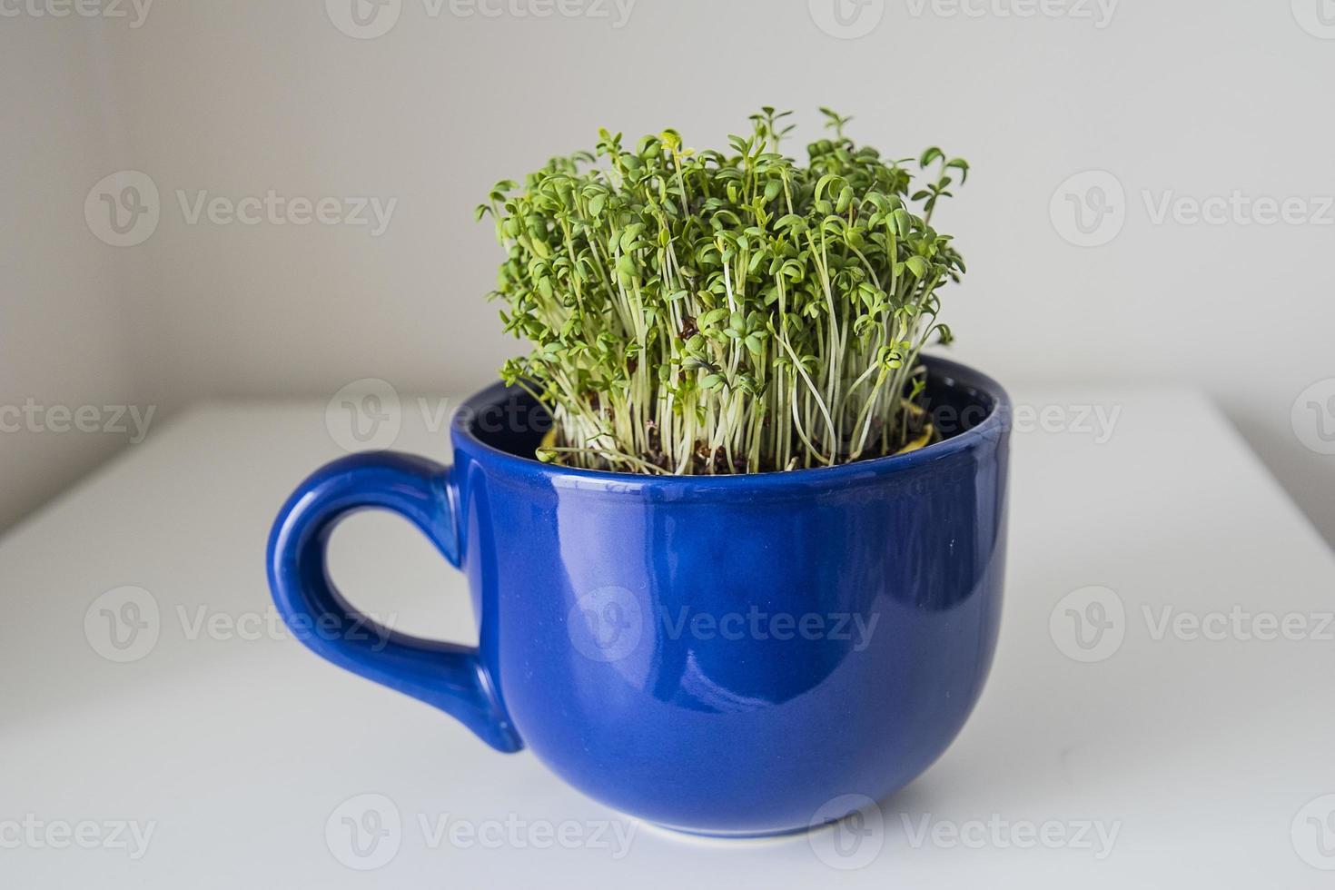 hogar cría de verde berro en un oscuro azul taza para Pascua de Resurrección foto