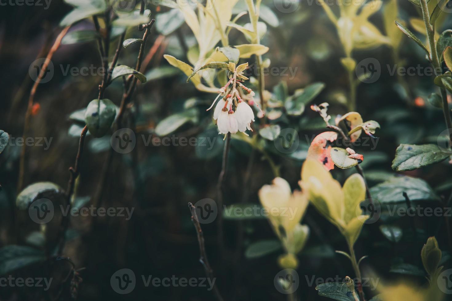 white flowering bush of forest berry photo