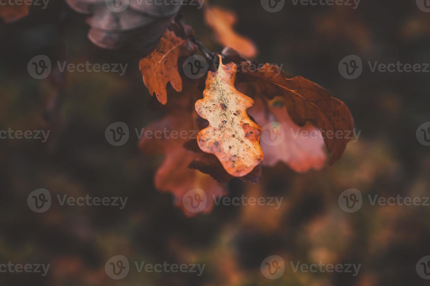 red oak leaves on an autumn tree in a park in close-up photo