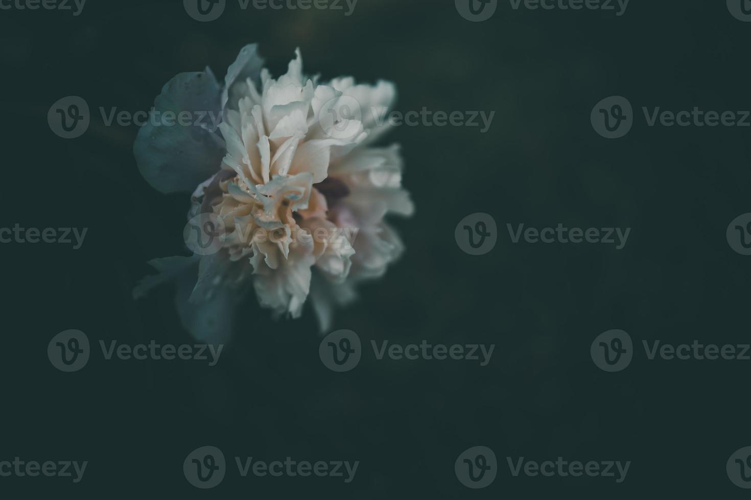 pink peony on the background of green gardens on a summer day photo
