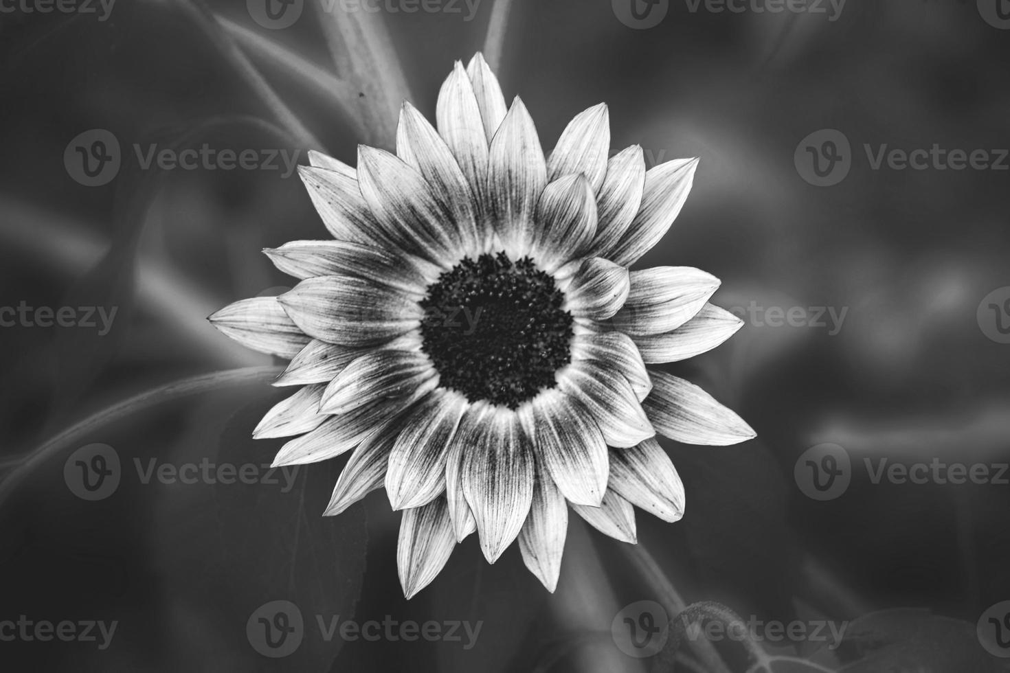 yellow sunflower flower in the garden on green foliage background photo