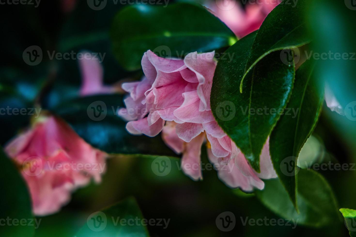 pink flower among green leaves in closeup photo