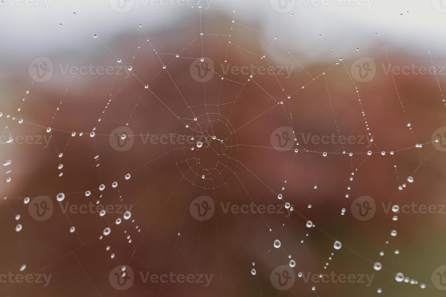 little soft water drops on a spider web on an autumn day close-up outdoors photo