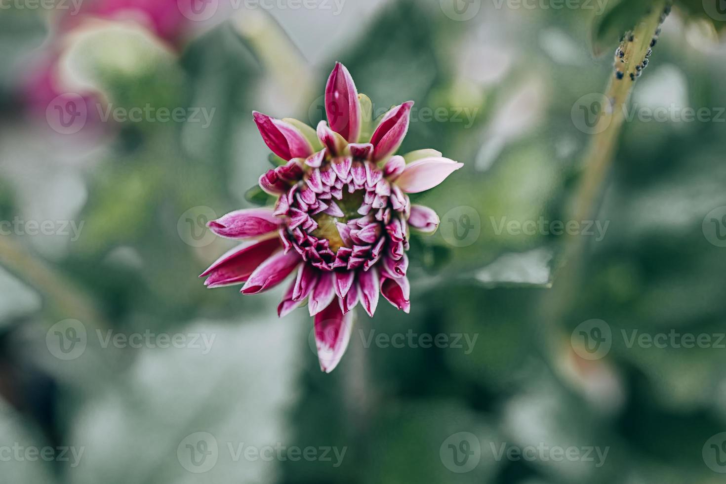 purple dahlia in the garden against the background of green leaves photo