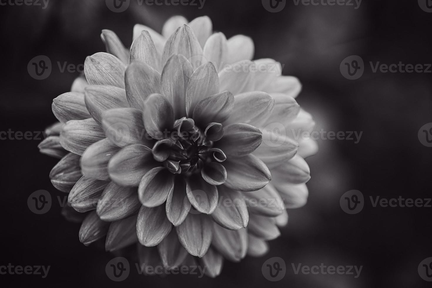 pink dahlia flower in summer garden on green background photo