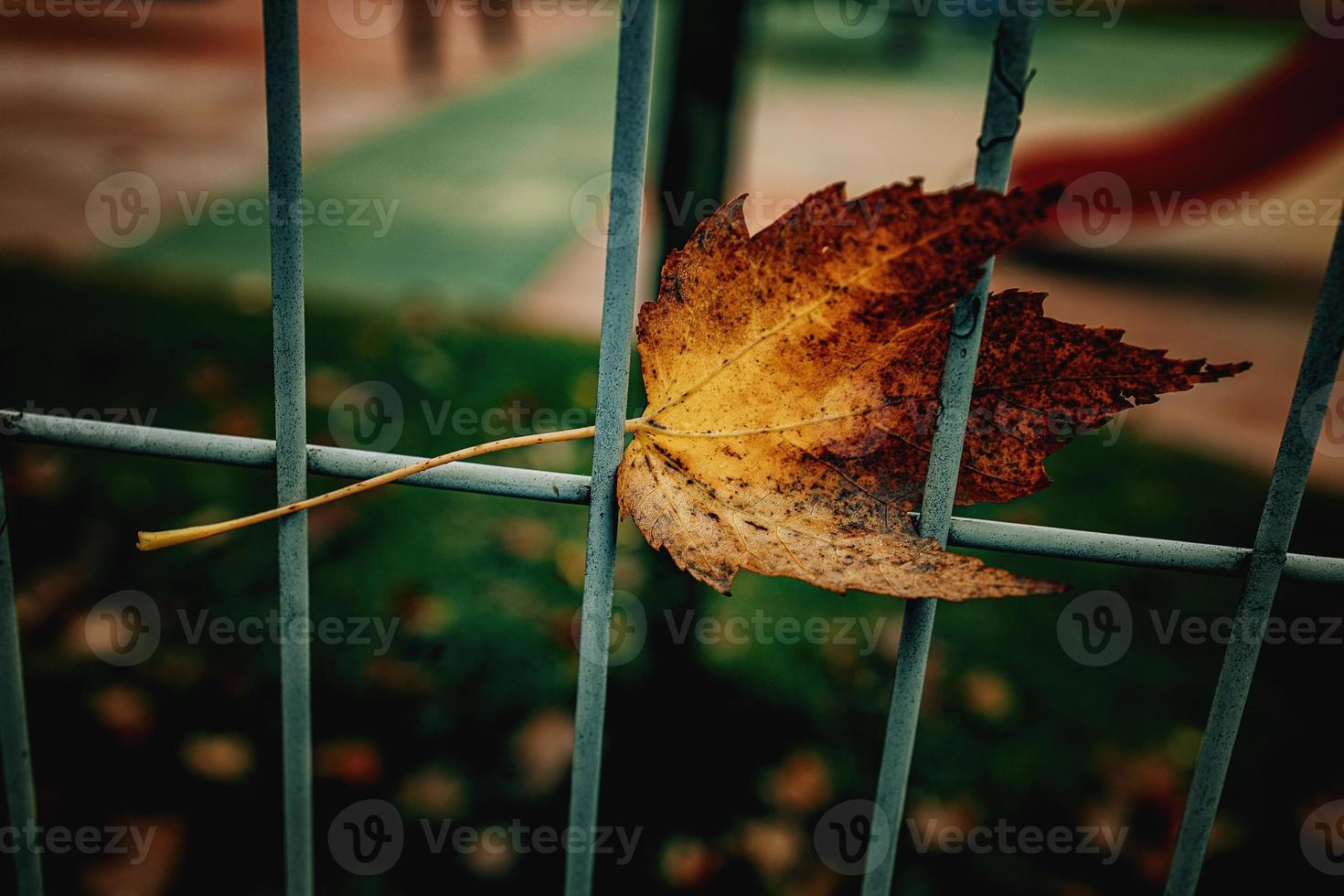 red autumn lonely leaves on a metal fence photo