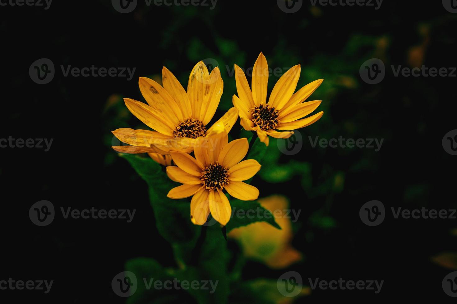 amarillo flor en un verde antecedentes en otoño prado en de cerca foto