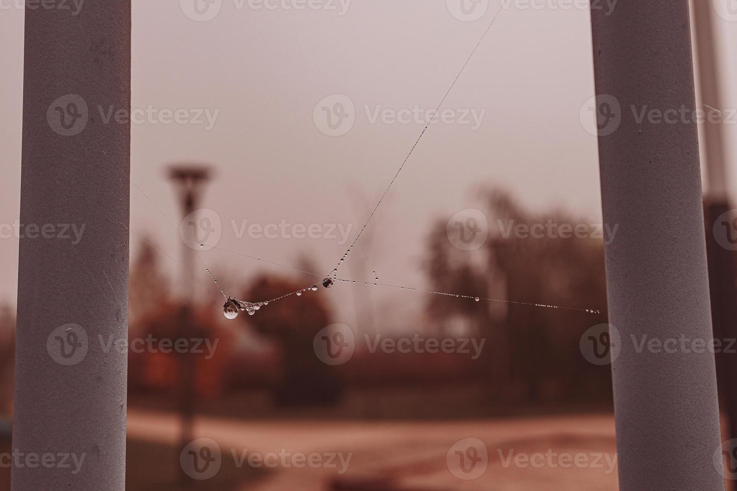 little soft water drops on a spider web on an autumn day close-up outdoors photo