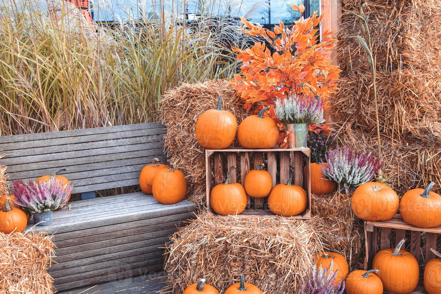 grande otoño naranja calabazas en un al aire libre jardín foto