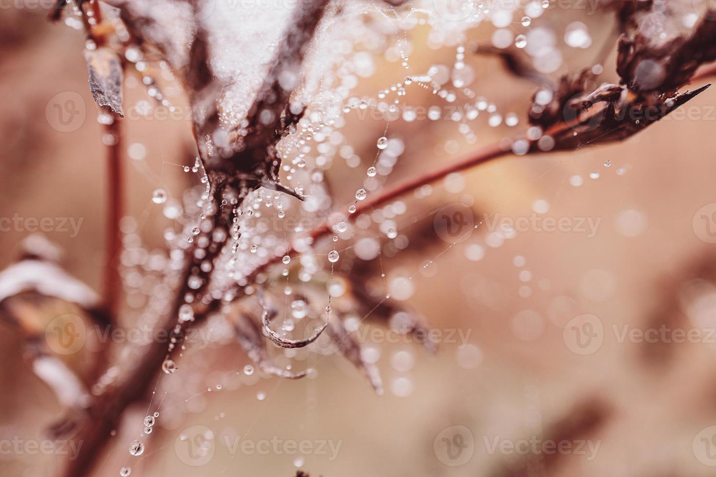 pequeño suave agua gotas en un araña web en un otoño día de cerca al aire libre foto