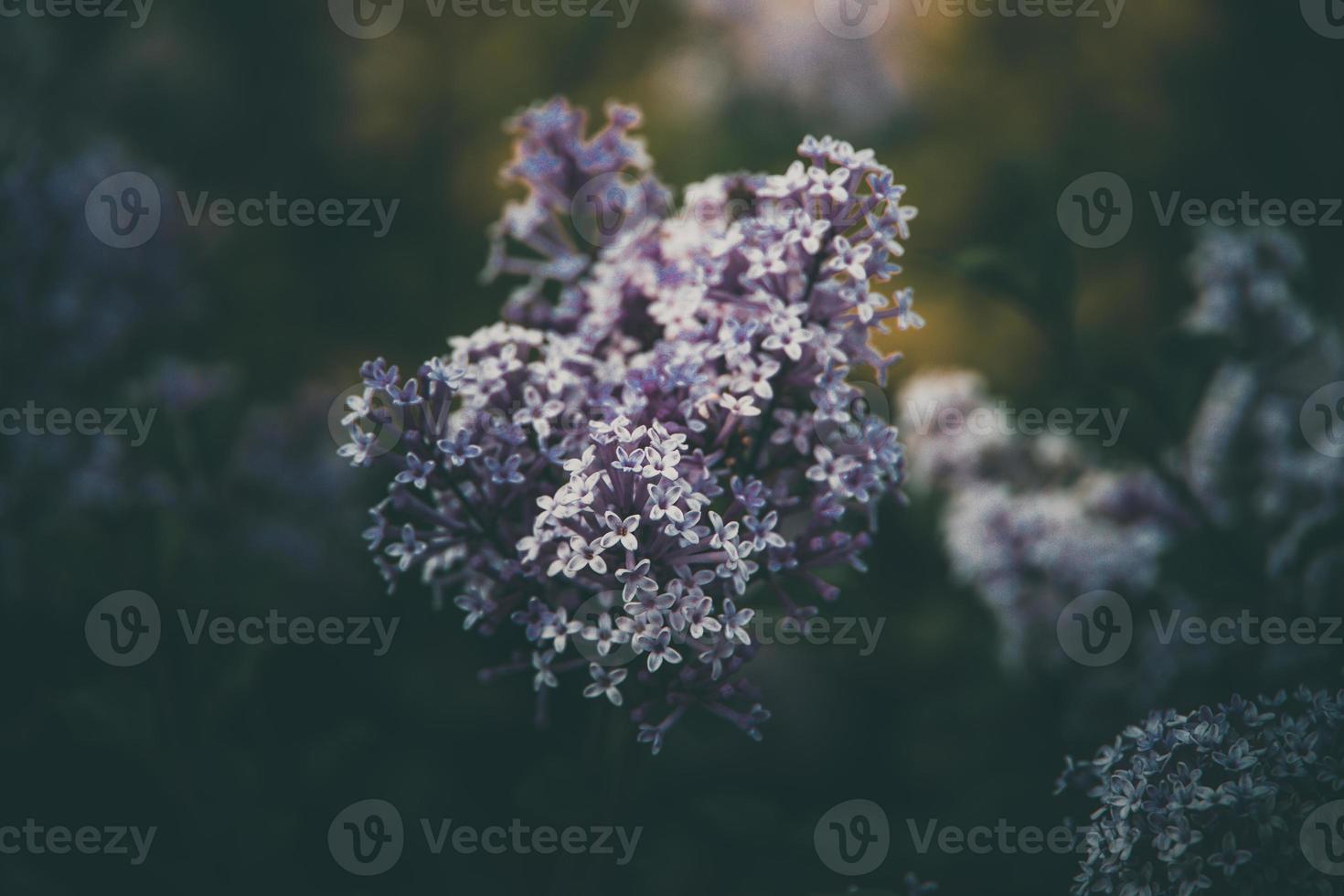 purple lilac among the green leaves on the bush in the spring garden photo