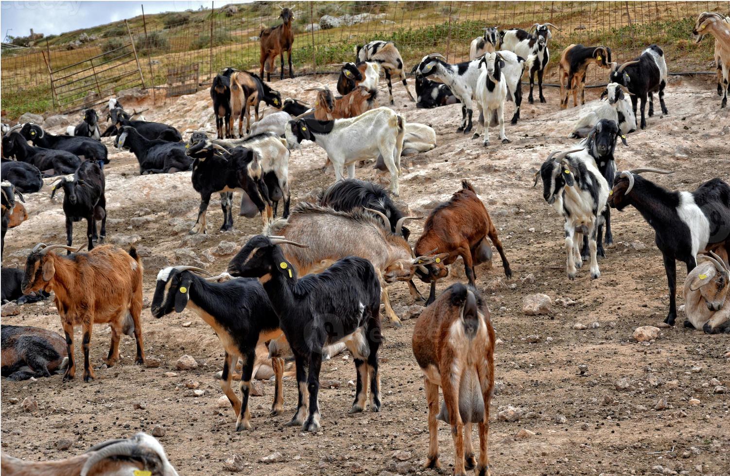 peaceful tame goat animals on a farm on Canary Island Fuertaventra photo