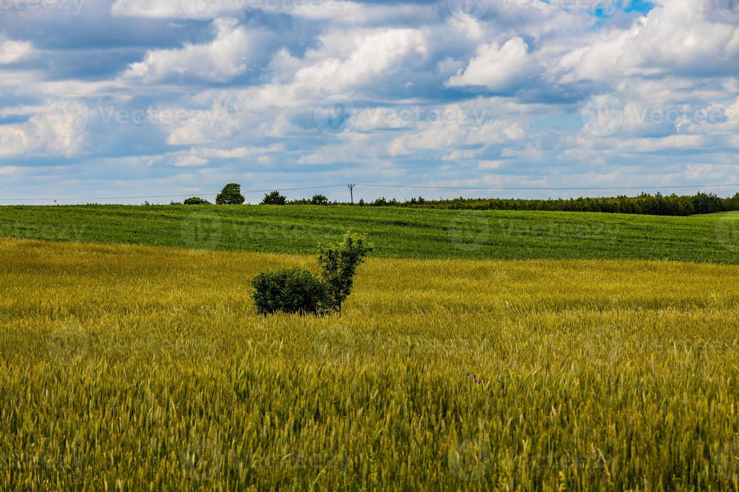 agricultural landscape in Poland on a summer day photo