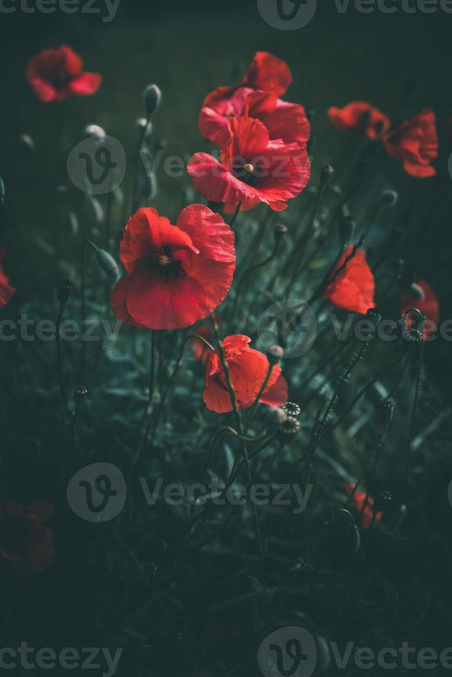 poppies growing among green grass on a summer day photo