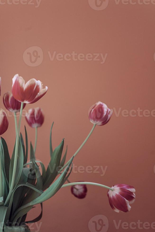 delicate spring yellow-red tulip in close-up on background photo