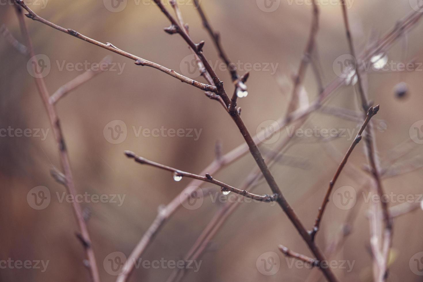 gotas de lluvia en un rama de un sin hojas árbol en de cerca en enero foto