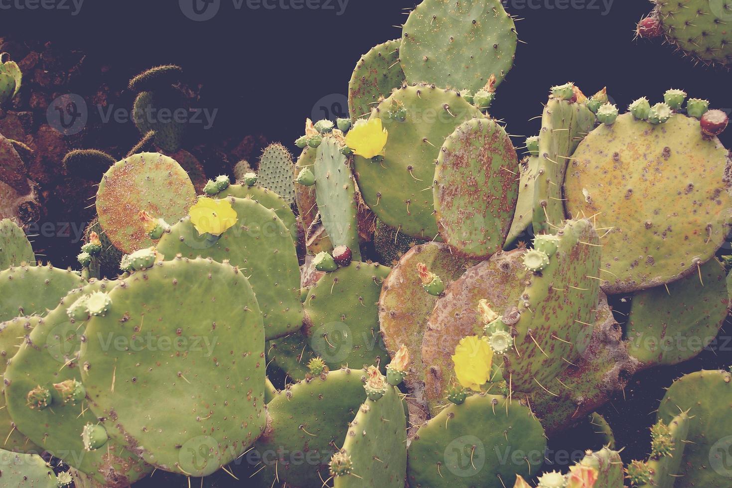 curious big green original cactus flower bloomingbloomingblooming growing in the garden close up photo