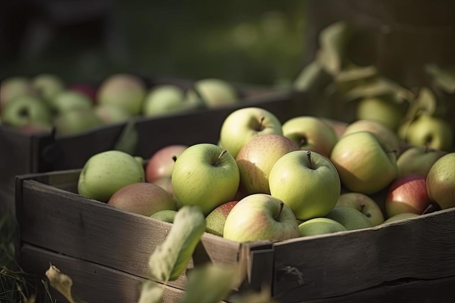 Apple harvest in the garden. selective focus. food photo