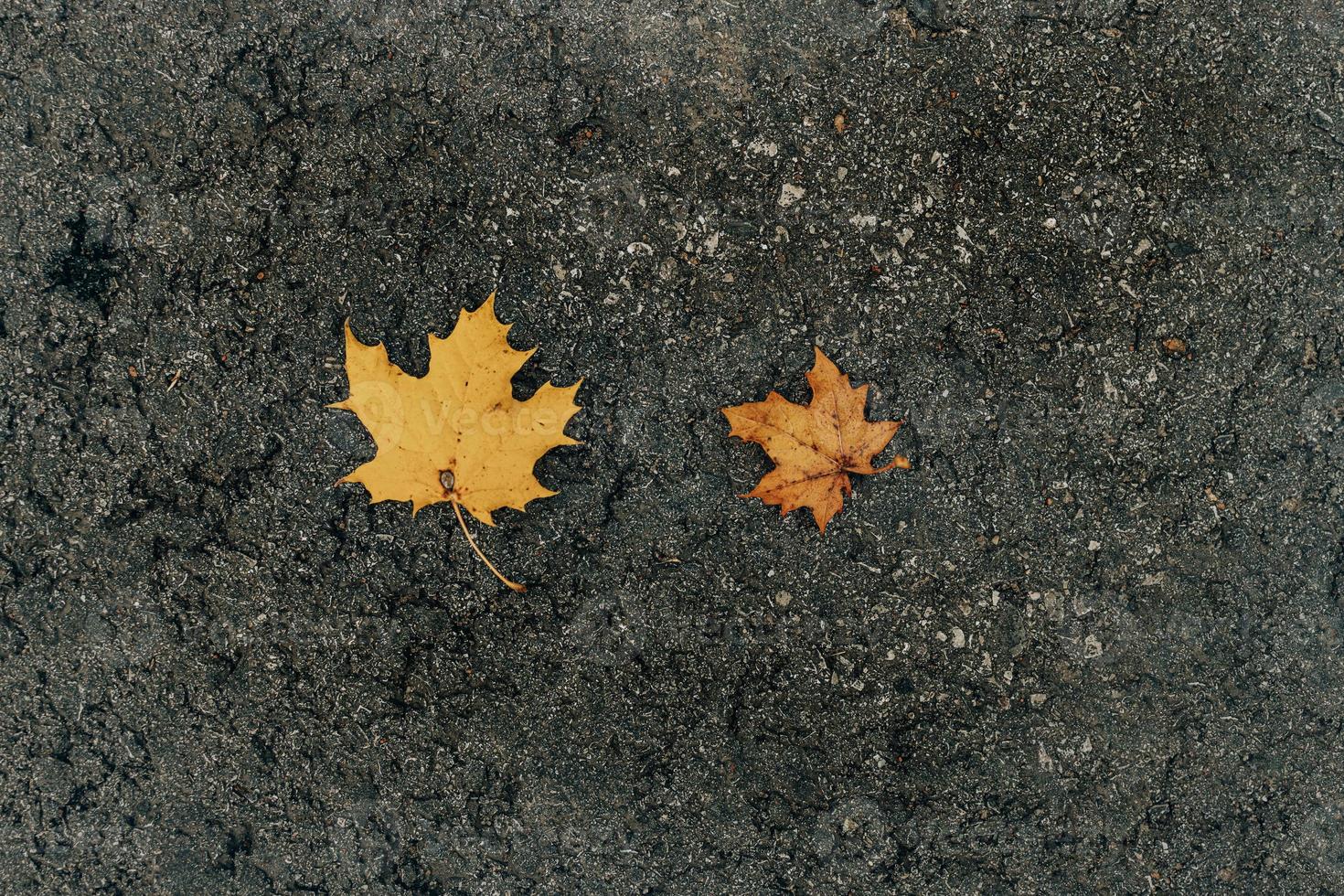 maple leaves lying on the damp gray asphalt pavement on an autumn day photo
