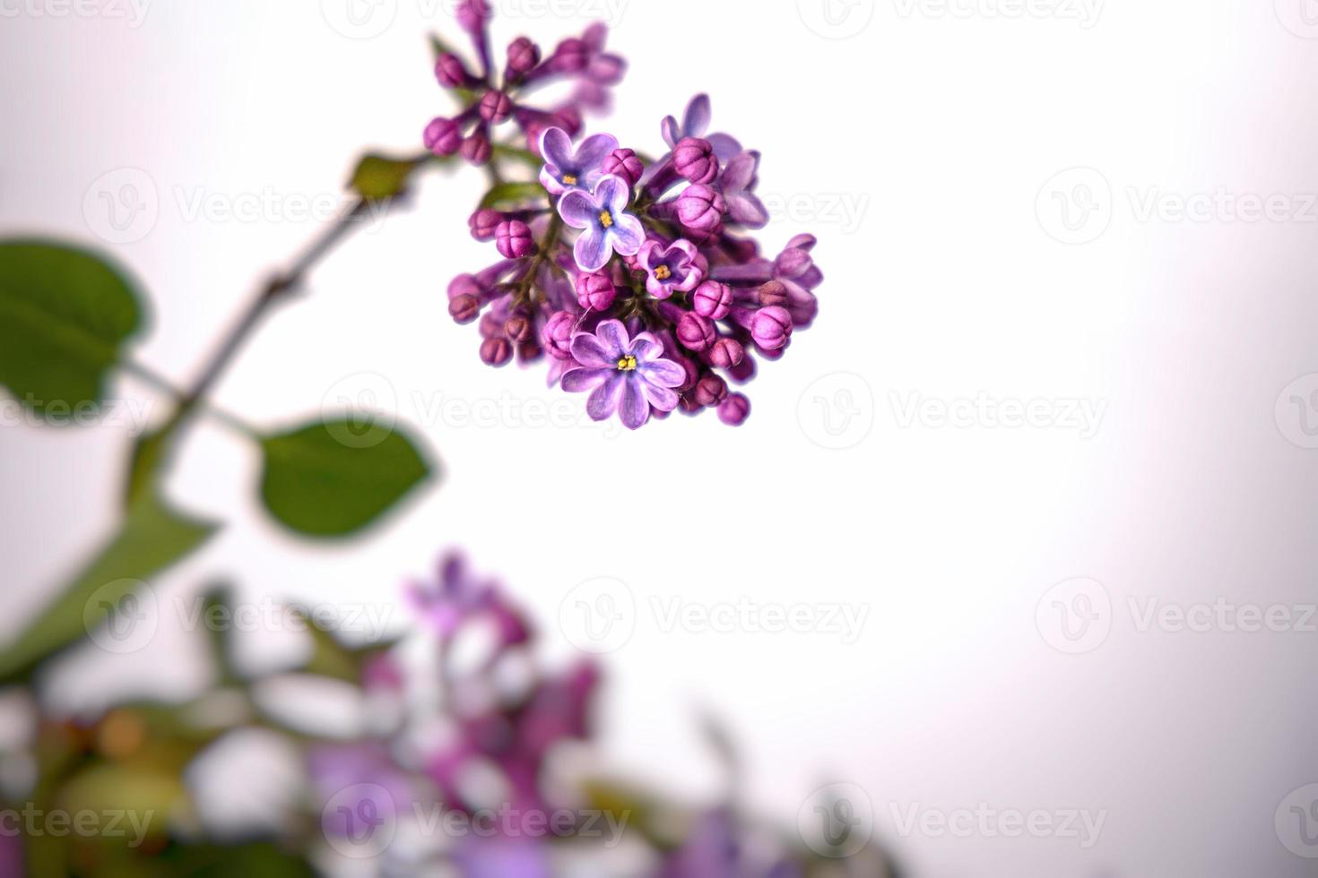 beautiful bouquet of purple lilac with green leaves on a white isolated background photo