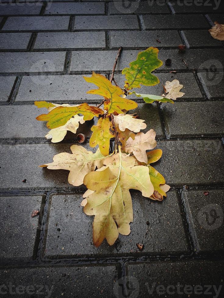 roble hojas acostado en el húmedo gris pavimento en un otoño día foto