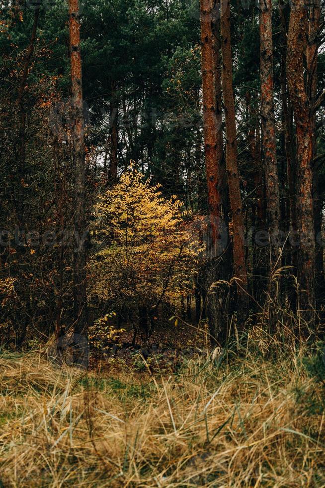 autumn forest landscape on gray november day photo