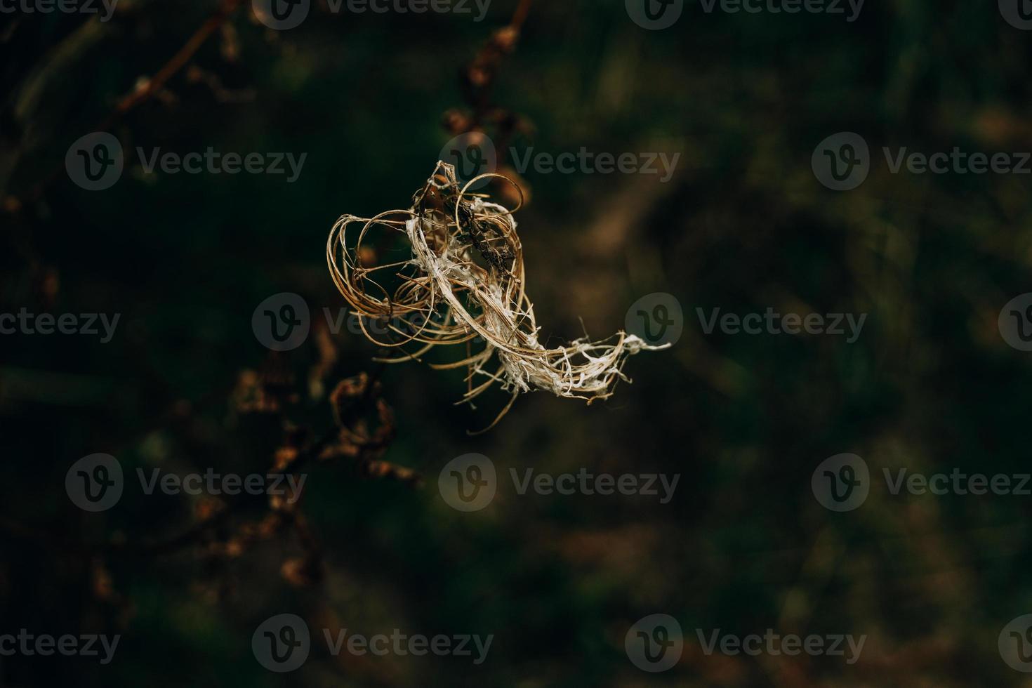 interesting abstract autumn plant on natural background photo