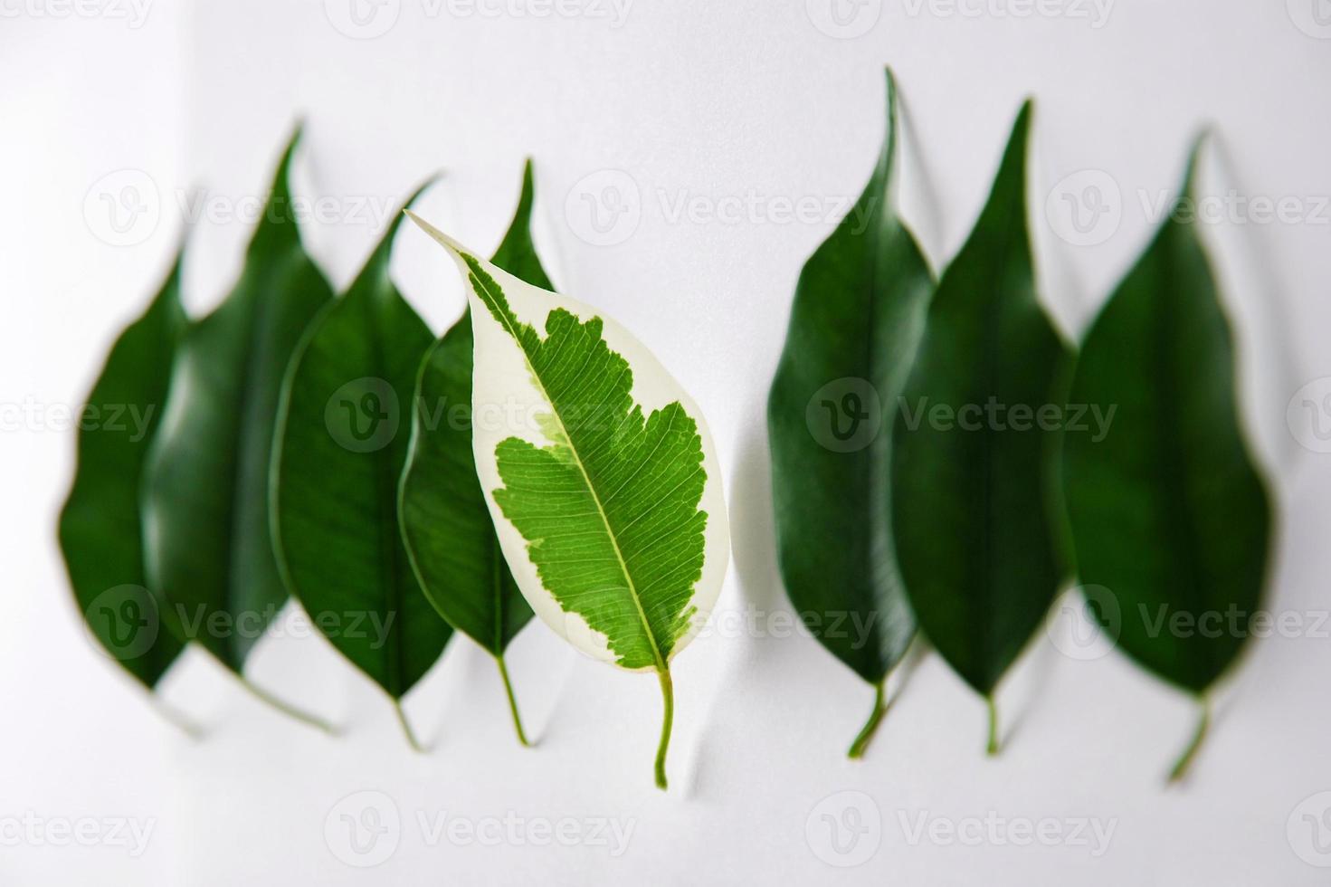 Leaf with white spots outstanding from the row of green leaves. Vitiligo skin problem symbol. Being different but together with the others. photo