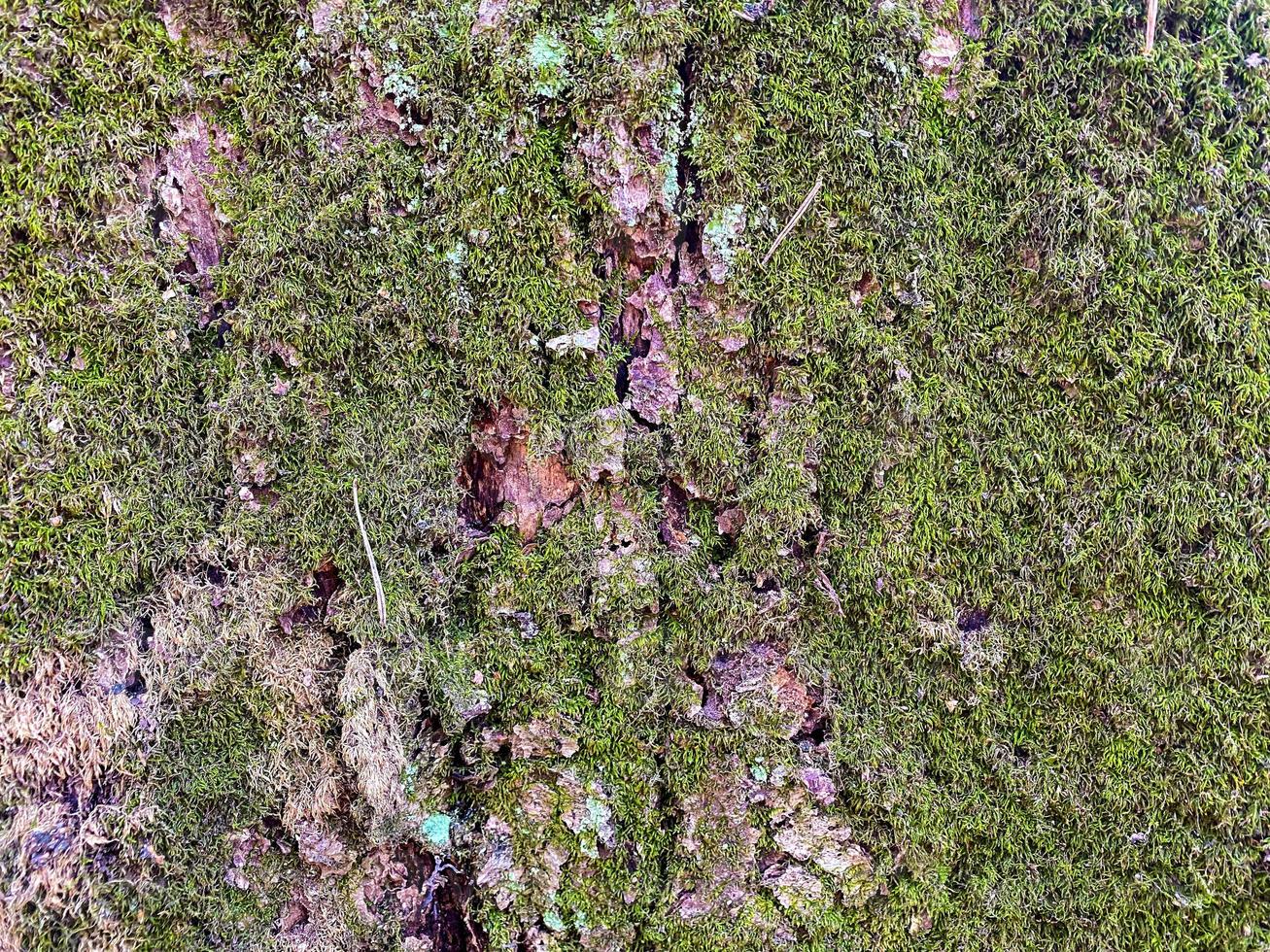 Moss and lichen on a tree close-up. Background. photo