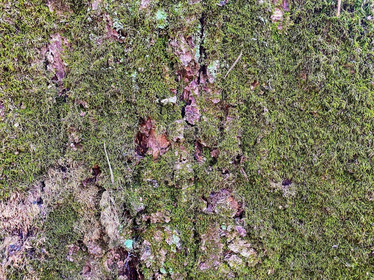 musgo y liquen en un árbol de cerca. antecedentes. foto