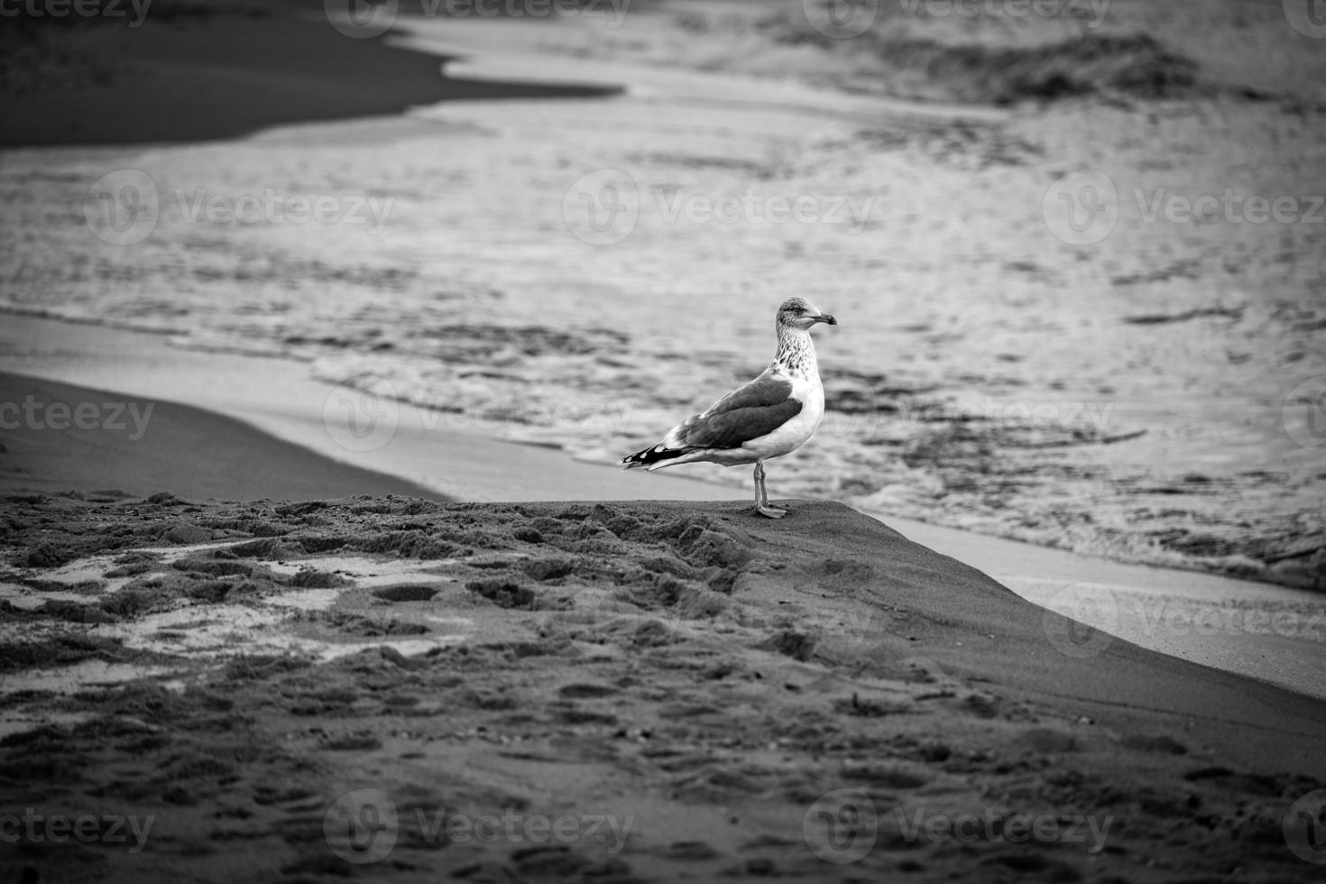 large seagull bird on the shore of the Baltic Sea in Poland photo