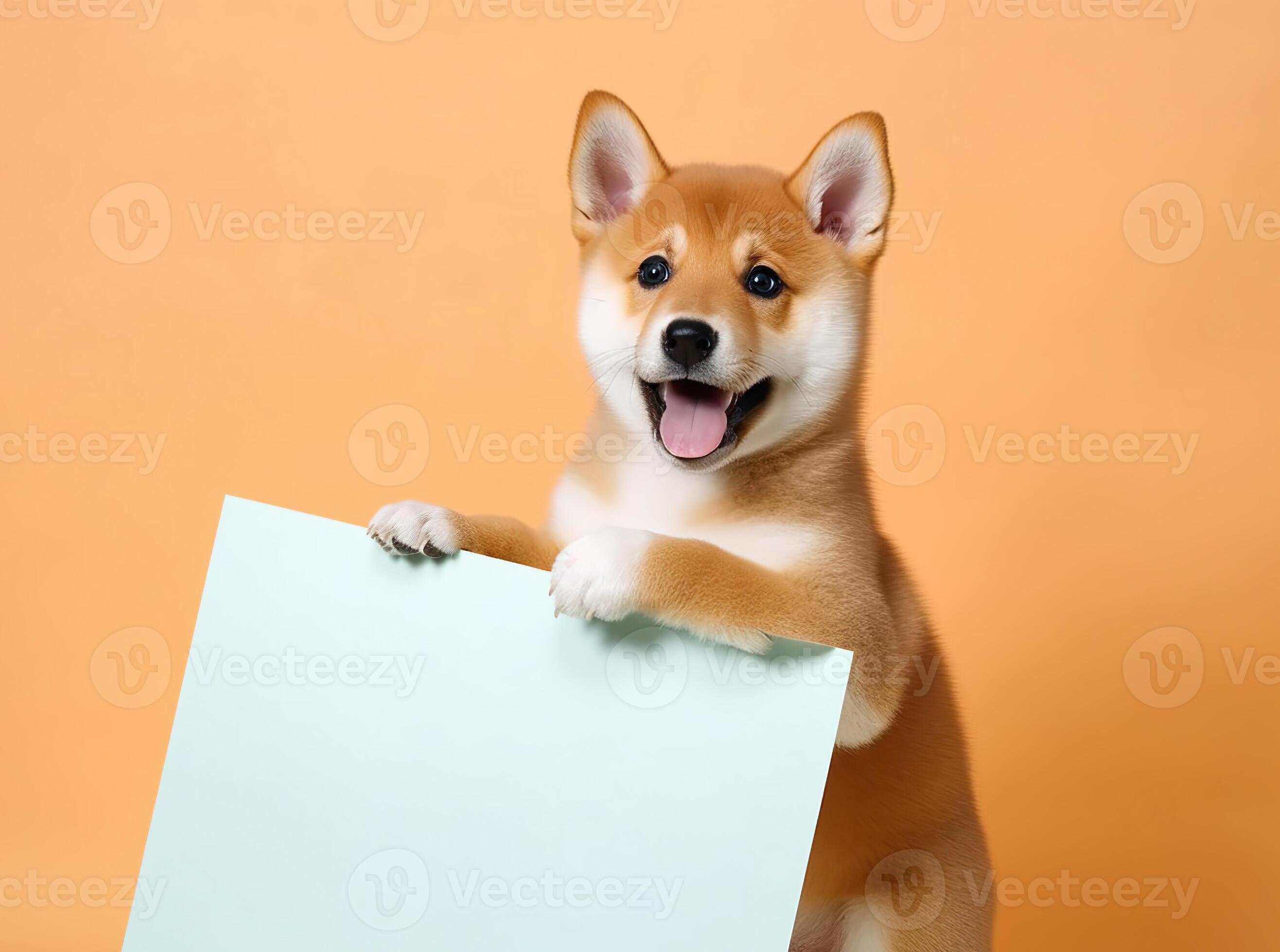 Adorable shiba inu outlet