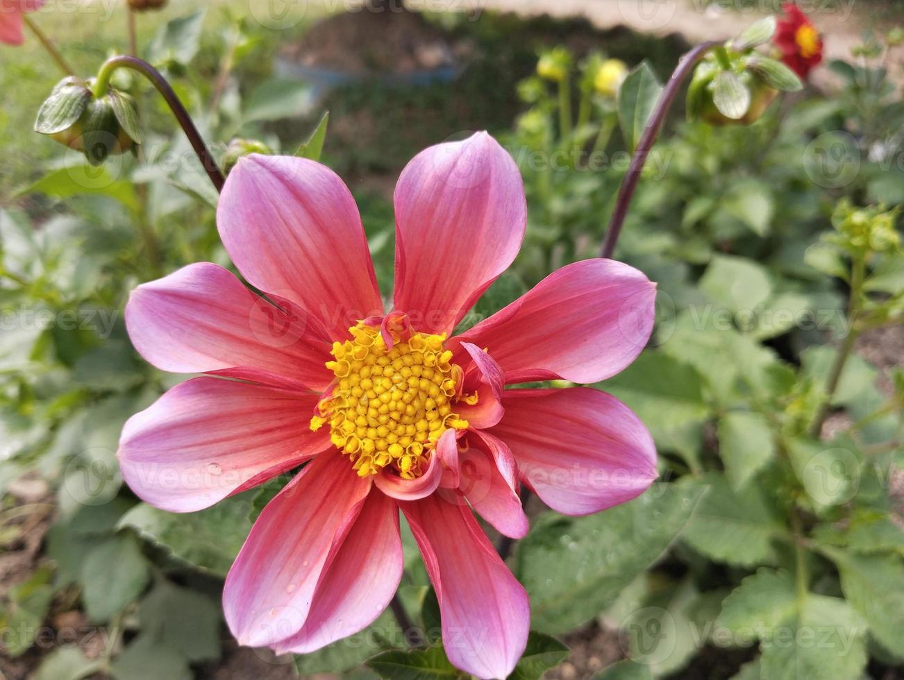 pink dahlia natural flower photo